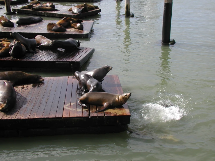 a group of sea lions on pier waiting for food