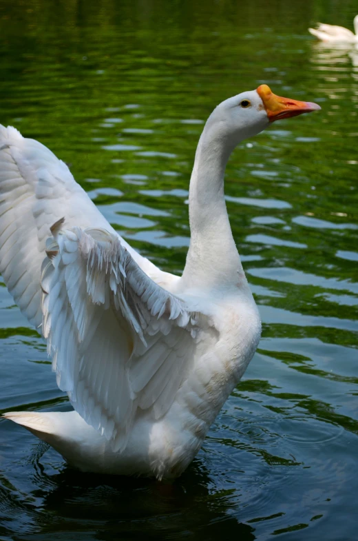 a swan flaps its wings in a pond of water