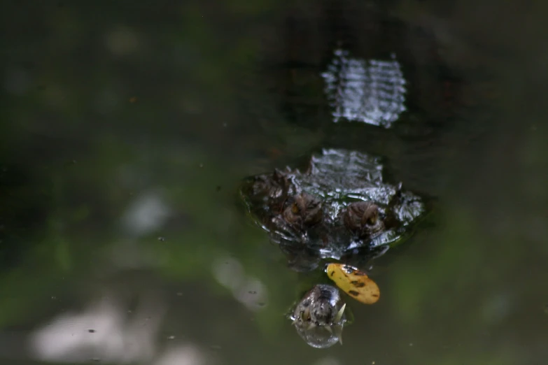 an image of a fish that is swimming