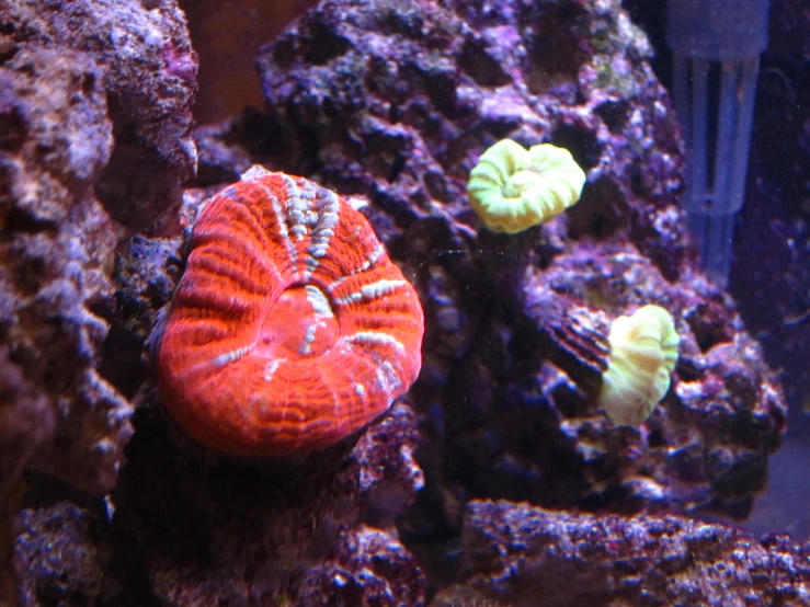 an orange coral and some green plants in front of a blue wall