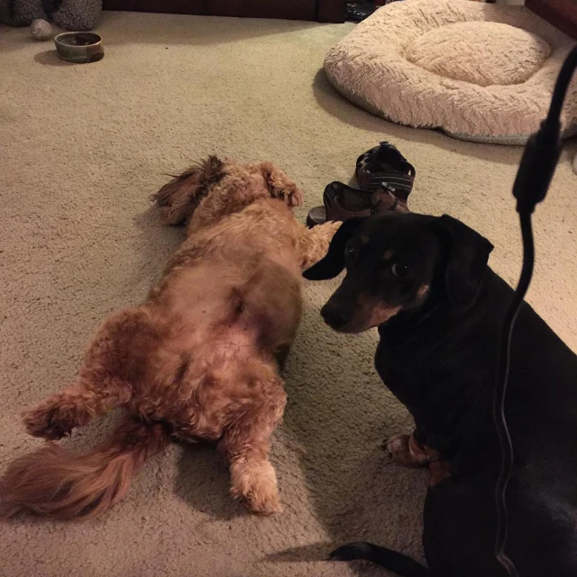 two dogs are on a carpet while a cameraman takes a po