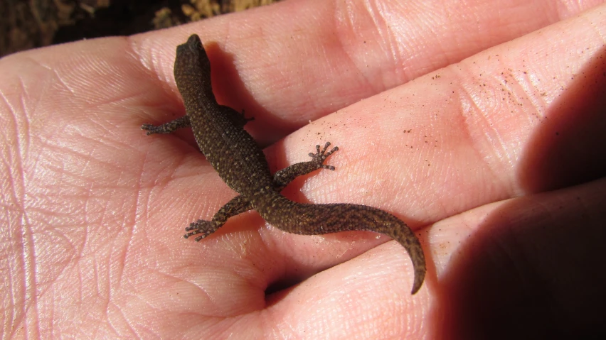 a lizard on someones hand with a blurry background