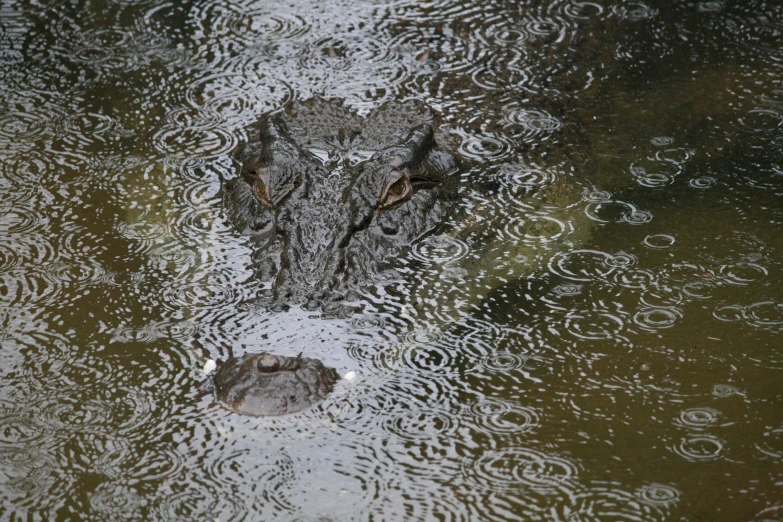 a gray alligator submerged in water with lots of bubbles