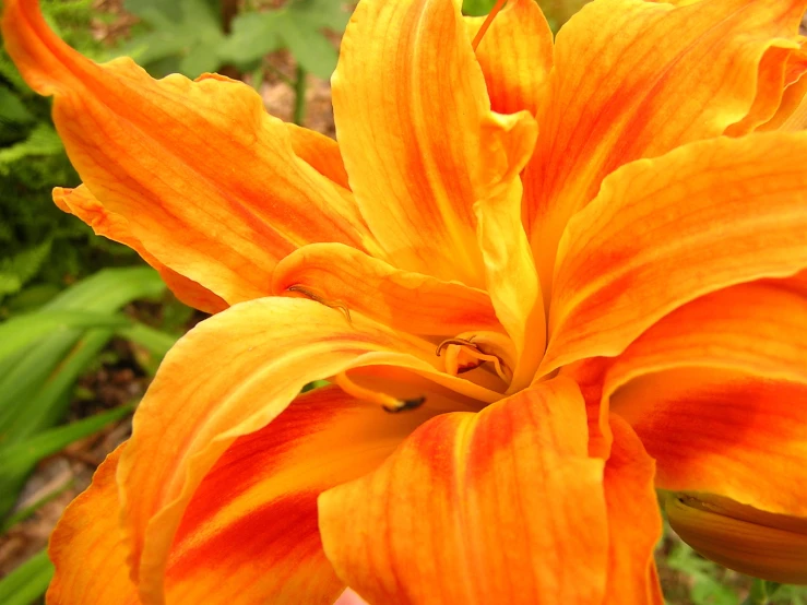 an orange flower in front of some plants
