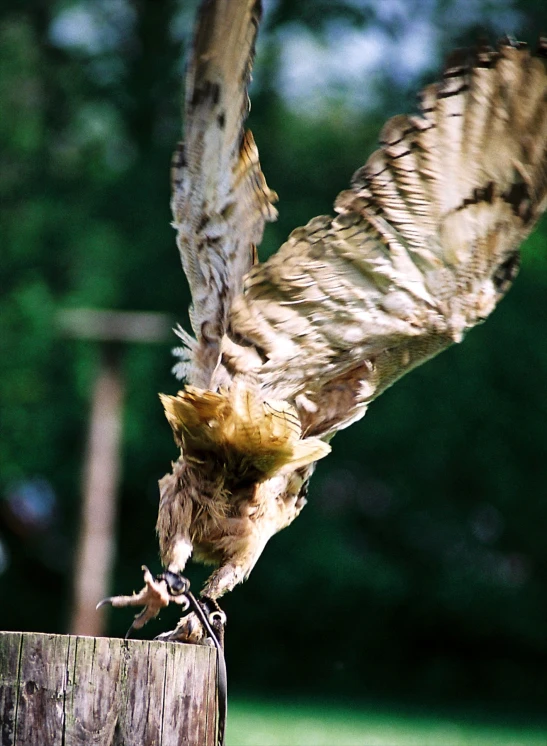 a bird swoops down on its perch as it stretches his wings