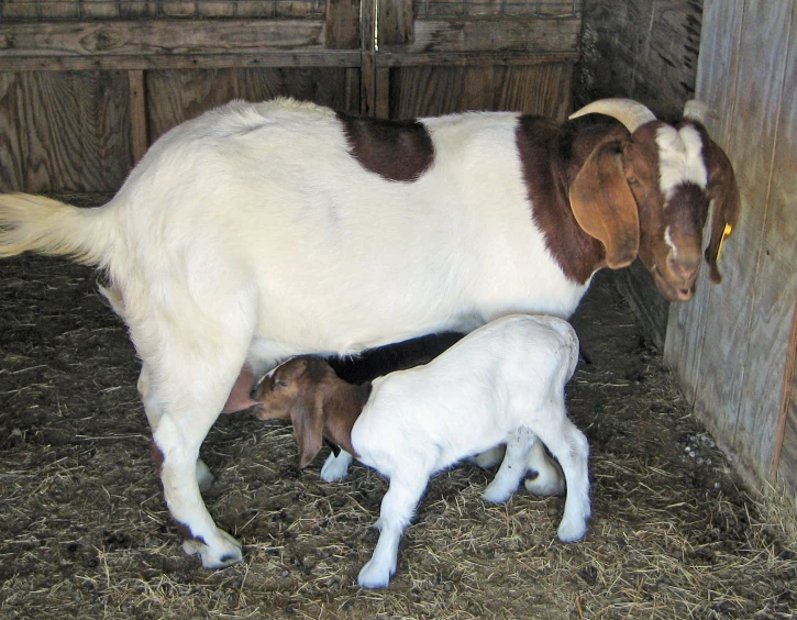 a goat and her baby in their pen at a farm