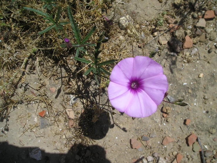 a single flower sitting in the dirt beside a weed