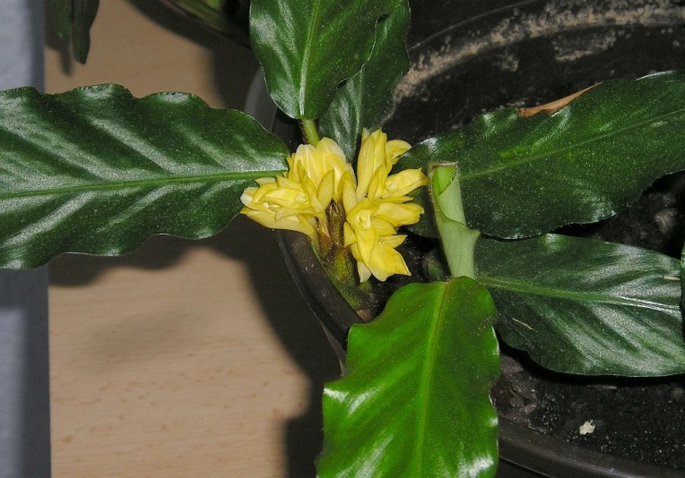 a potted plant with yellow flowers is growing