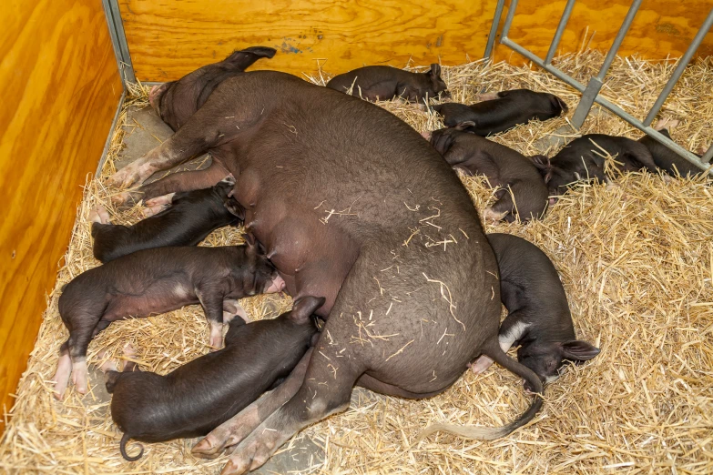 a group of pigs laying in hay inside a pen