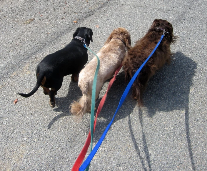 three dogs on leashes walking together on concrete