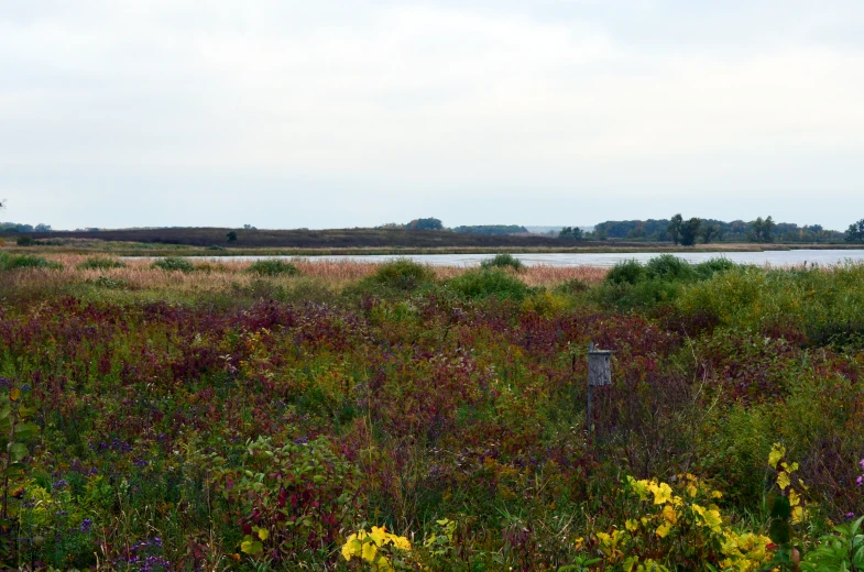 a po of the water with wildflowers and grasses