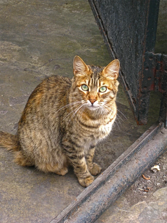 the tabby cat is looking directly into the camera