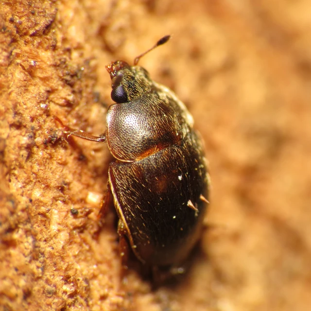 close up of a black bug on a tree