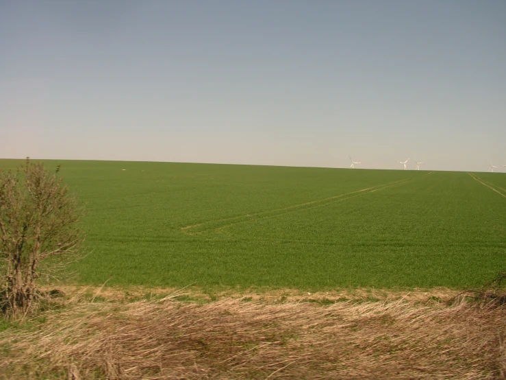 a po taken from the ground of some grass field