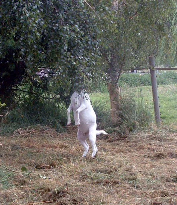 a large dog playing with a white frisbee