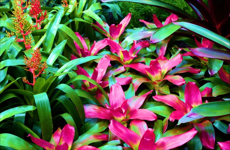 flowers growing in a garden next to a fence