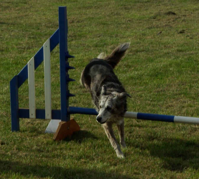 a gray and black dog running past blue rails