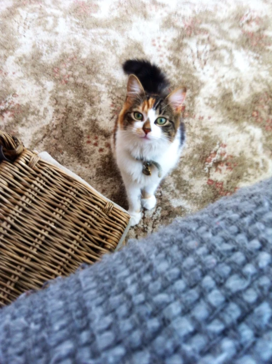 a cat sitting on top of a couch near a basket