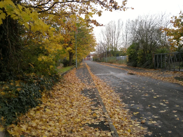 a street filled with lots of leaf covered trees