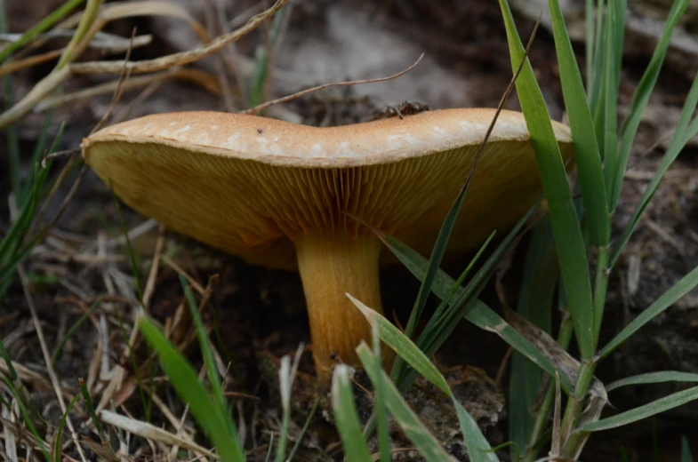a close up view of a small mushroom