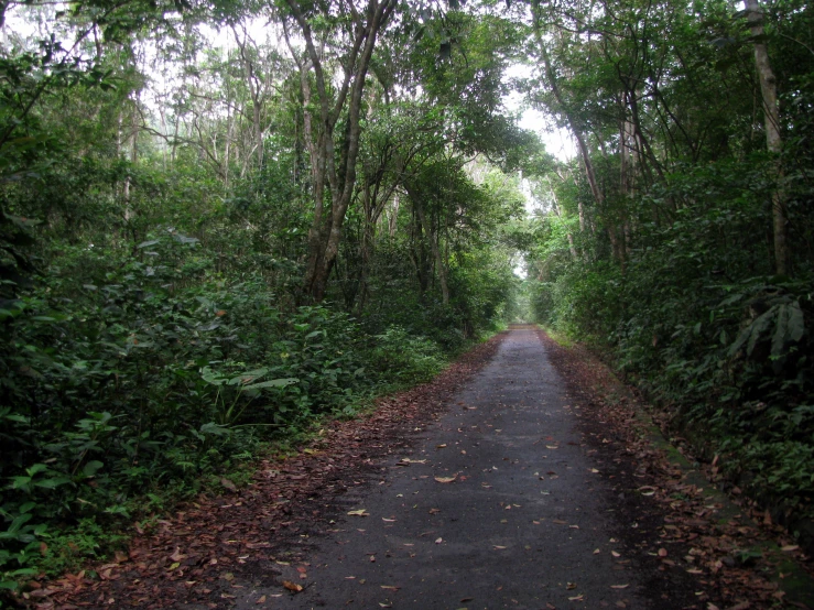 a narrow road in the middle of a jungle