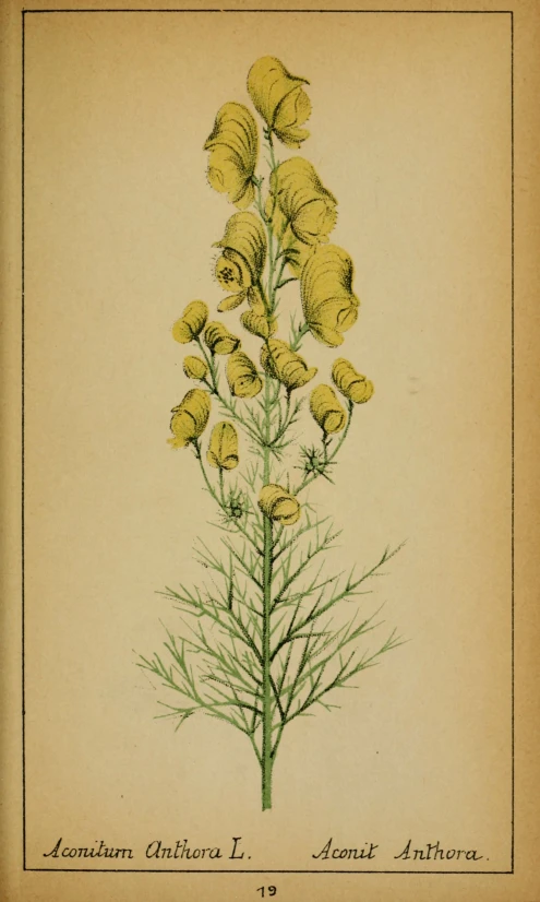 this antique drawing has a very tall flower