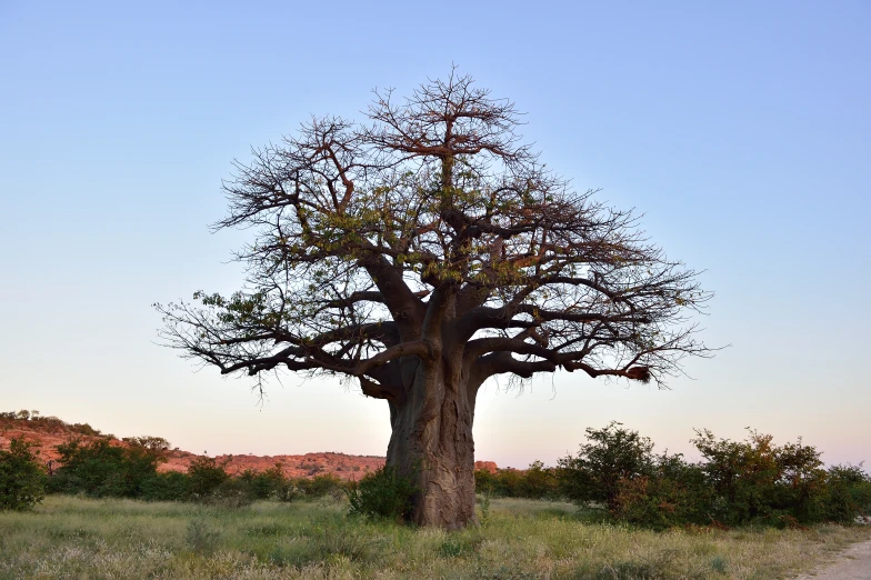 there is a very large tree with many nches