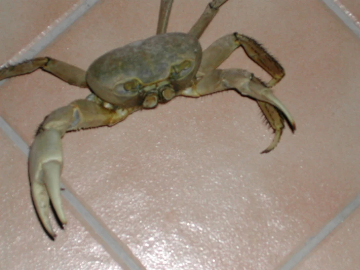 a crab sitting on the floor in front of a tiled wall