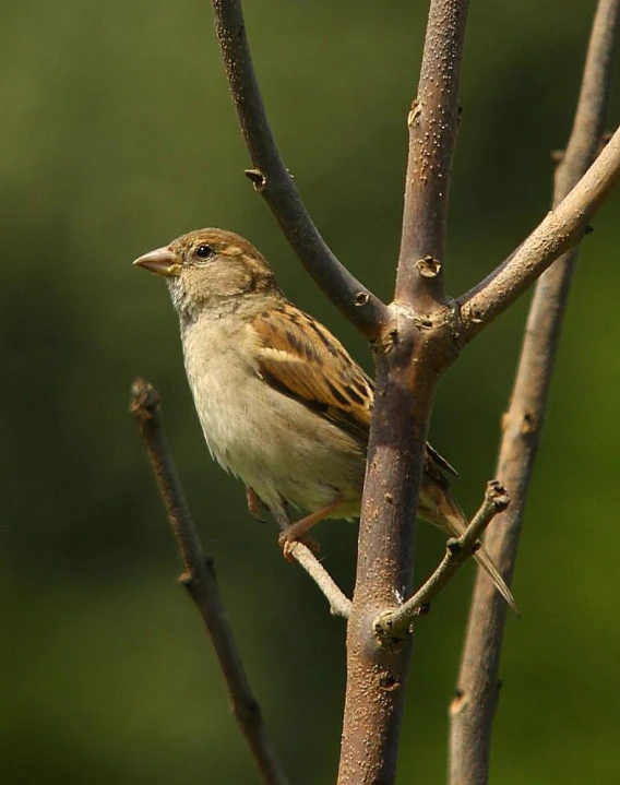 a bird sitting on the end of a tree nch