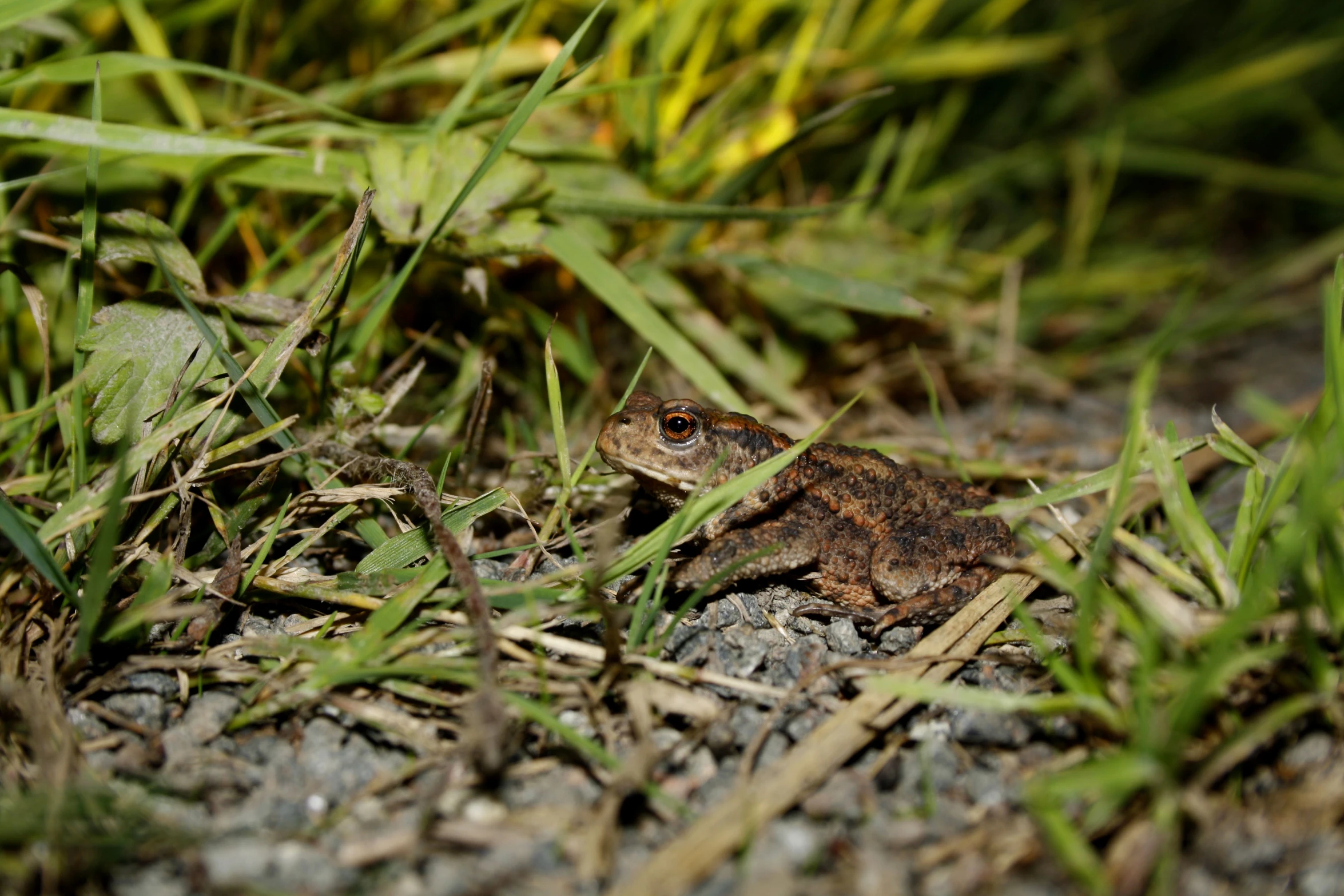 a small frog is standing in a field of grass