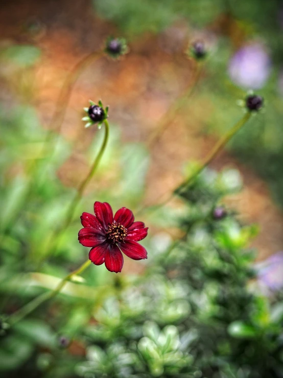 red flower in the foreground of several other plants