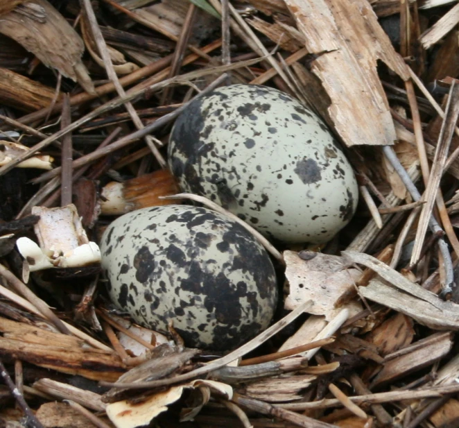 three eggs are shown on the nest of another egg