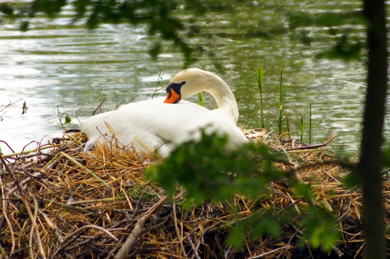 a couple of swans are in a nest in the grass