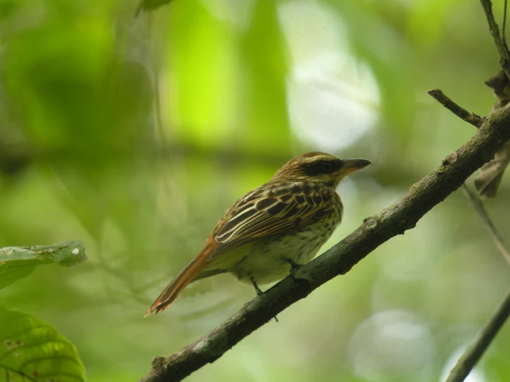 small bird perched on top of the thin tree nch