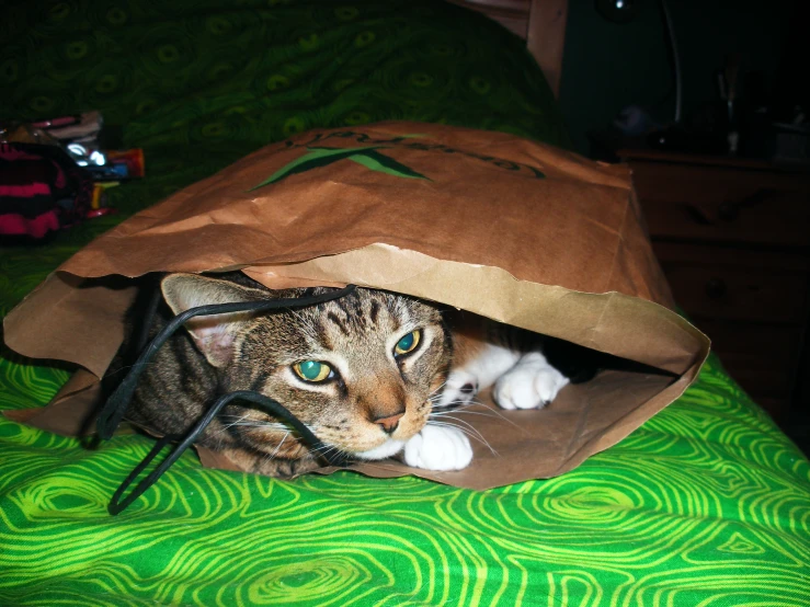 a cat laying inside of a brown paper bag