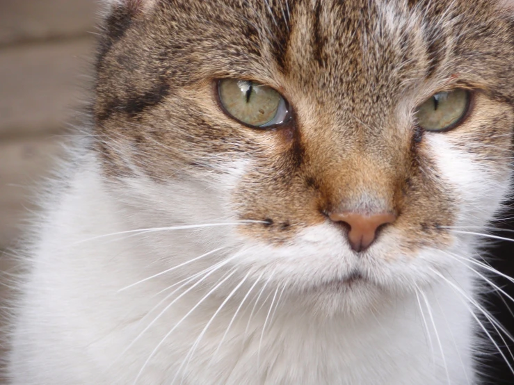 a cat with green eyes looks ahead while sitting on the floor