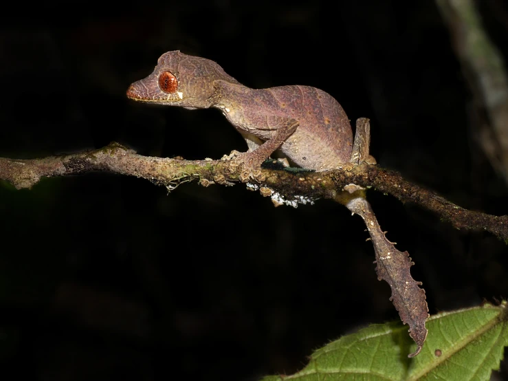 a lizard sitting on top of a green tree nch