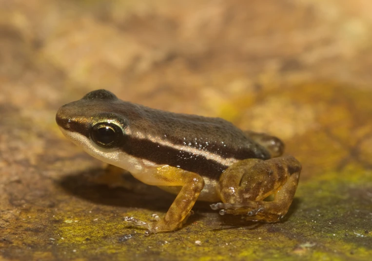 a frog is sitting on the ground, staring