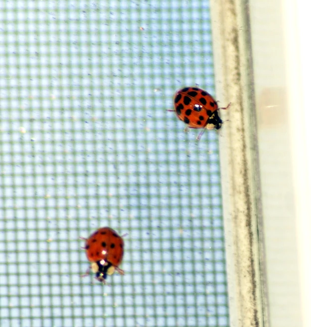 two red ladybugs sitting on top of a screen door