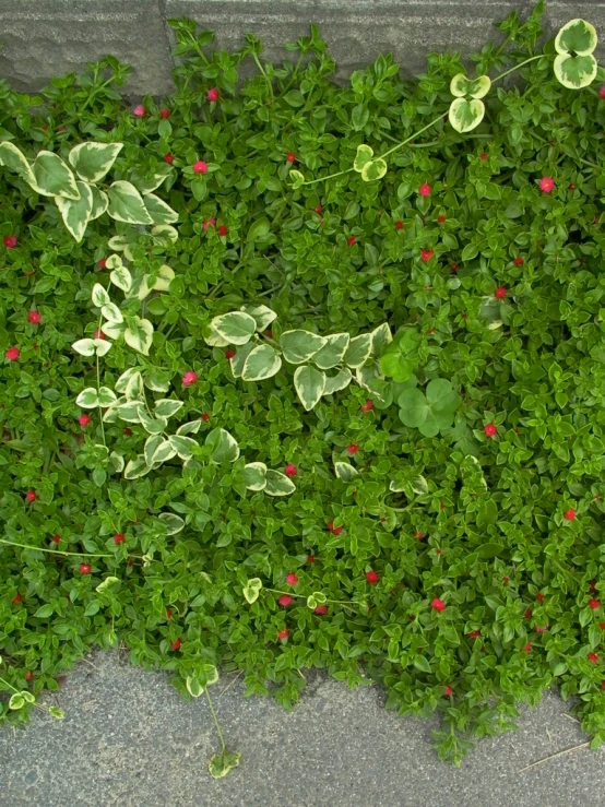 green plants next to a wall covered in rocks and leaves