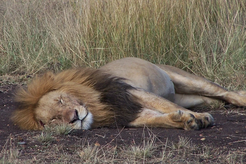 a large adult male lion sleeping in the grass