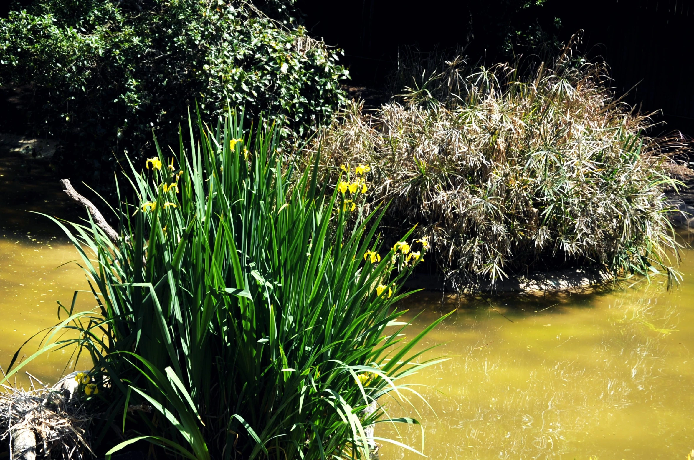 a large bush next to a river near a green lawn