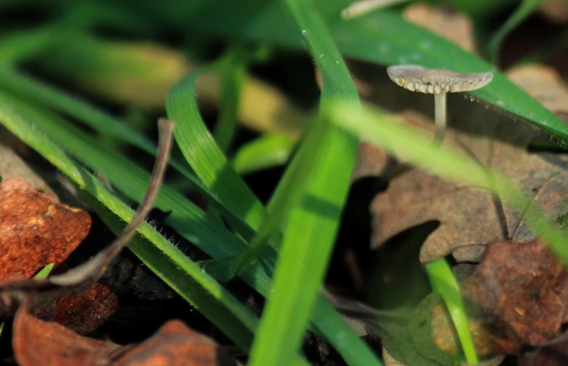 the little tiny toad is sitting on the grass