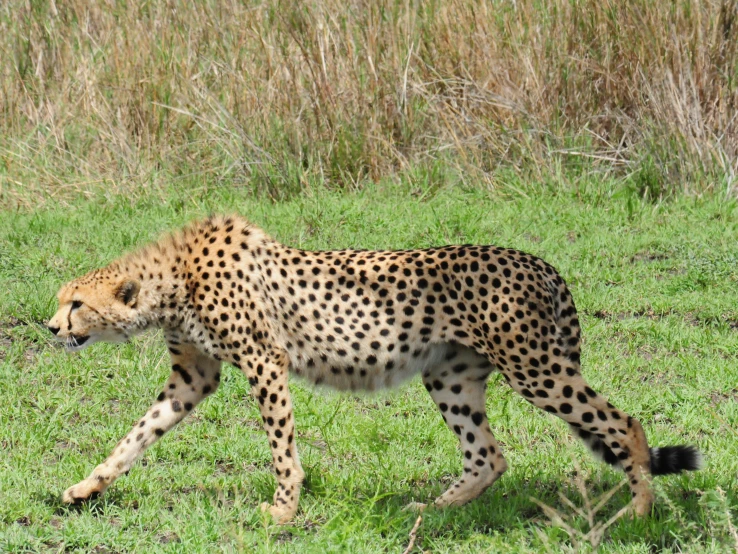 a large cheetah walks through a grassy area