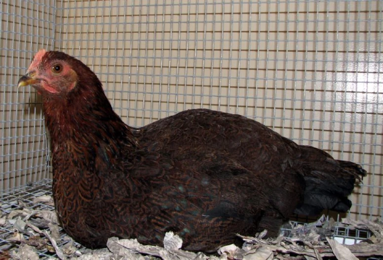 a brown and black chicken in a cage