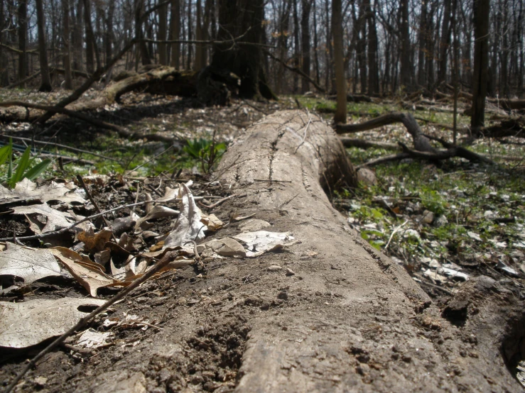 a long tree fallen down in the woods