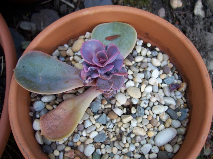 small green and pink plant in a clay pot on gravel