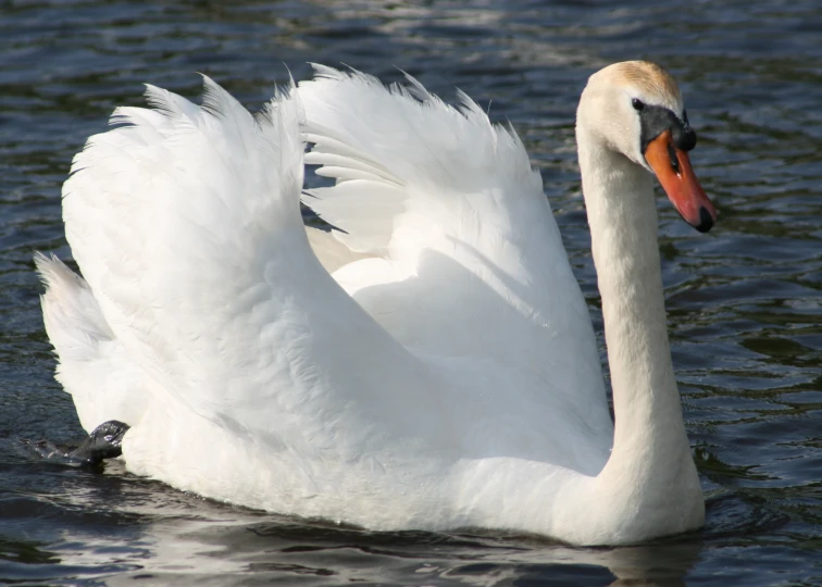 a swan that is floating on the water