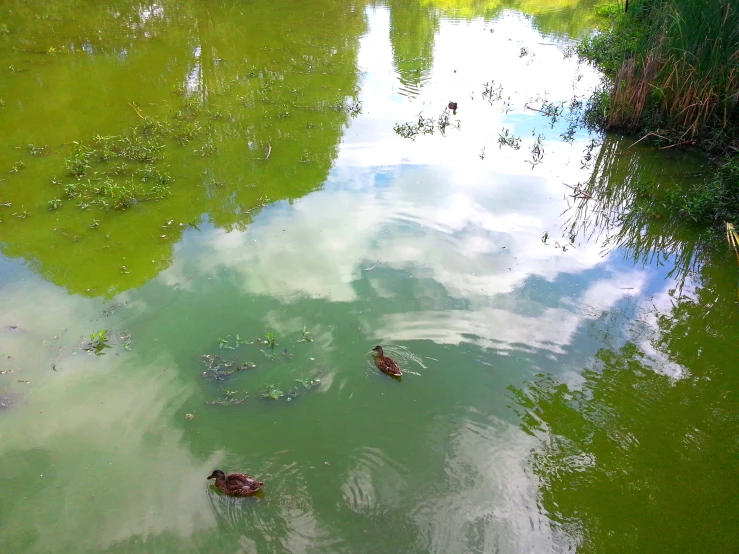 a pond filled with lots of green water