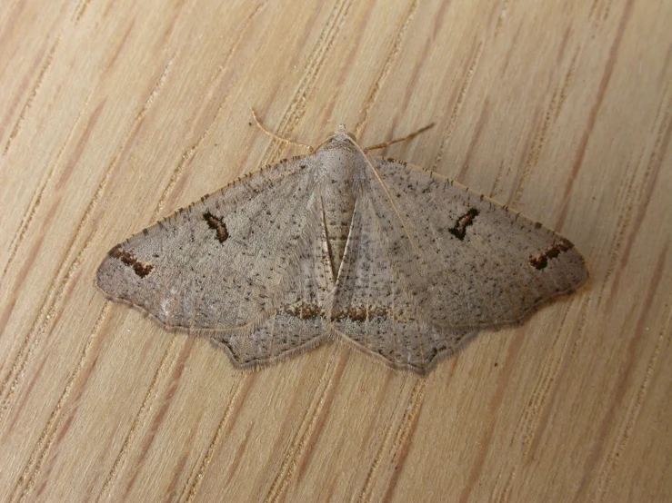 a gray moth sitting on a wooden surface